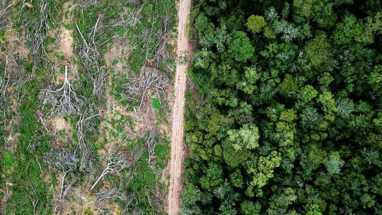 IL CONGO CHIUDE L’EXPORT DI LEGNA PER SALVARE LE FORESTE
