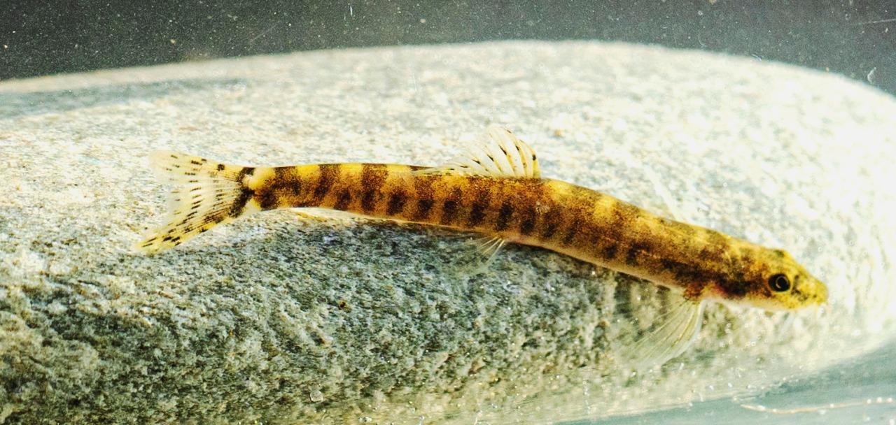 RISCOPERTO UN PESCE CHE SI CREDEVA ESTINTO DA 50 ANNI