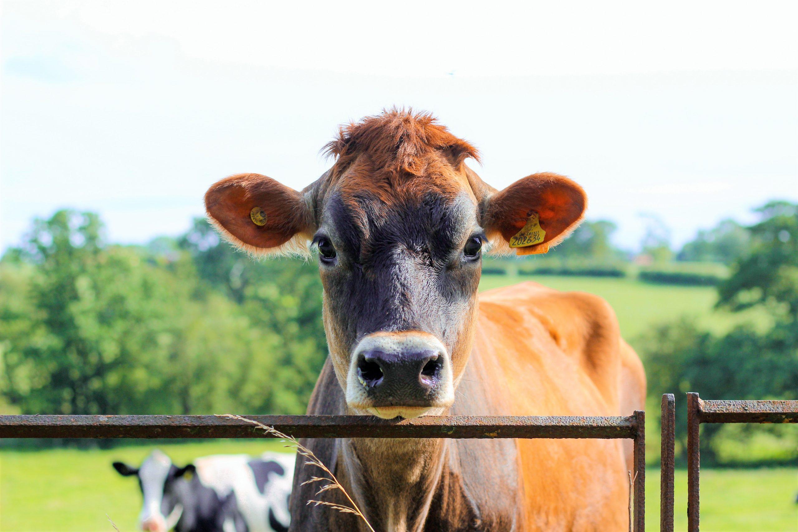 ARRIVA L'ETICHETTA NAZIONALE SUL BENESSERE ANIMALE