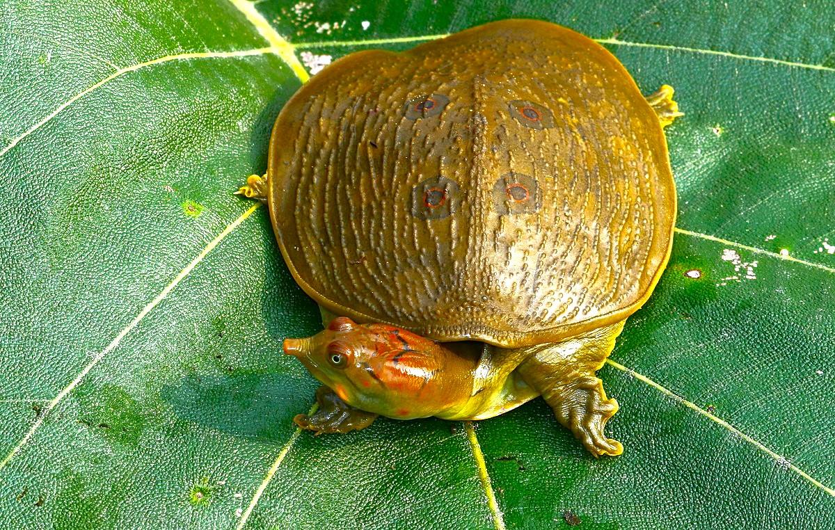 RITORNA LA TARTARUGA DAL GUSCIO MOLLE CONSIDERATA ESTINTA
