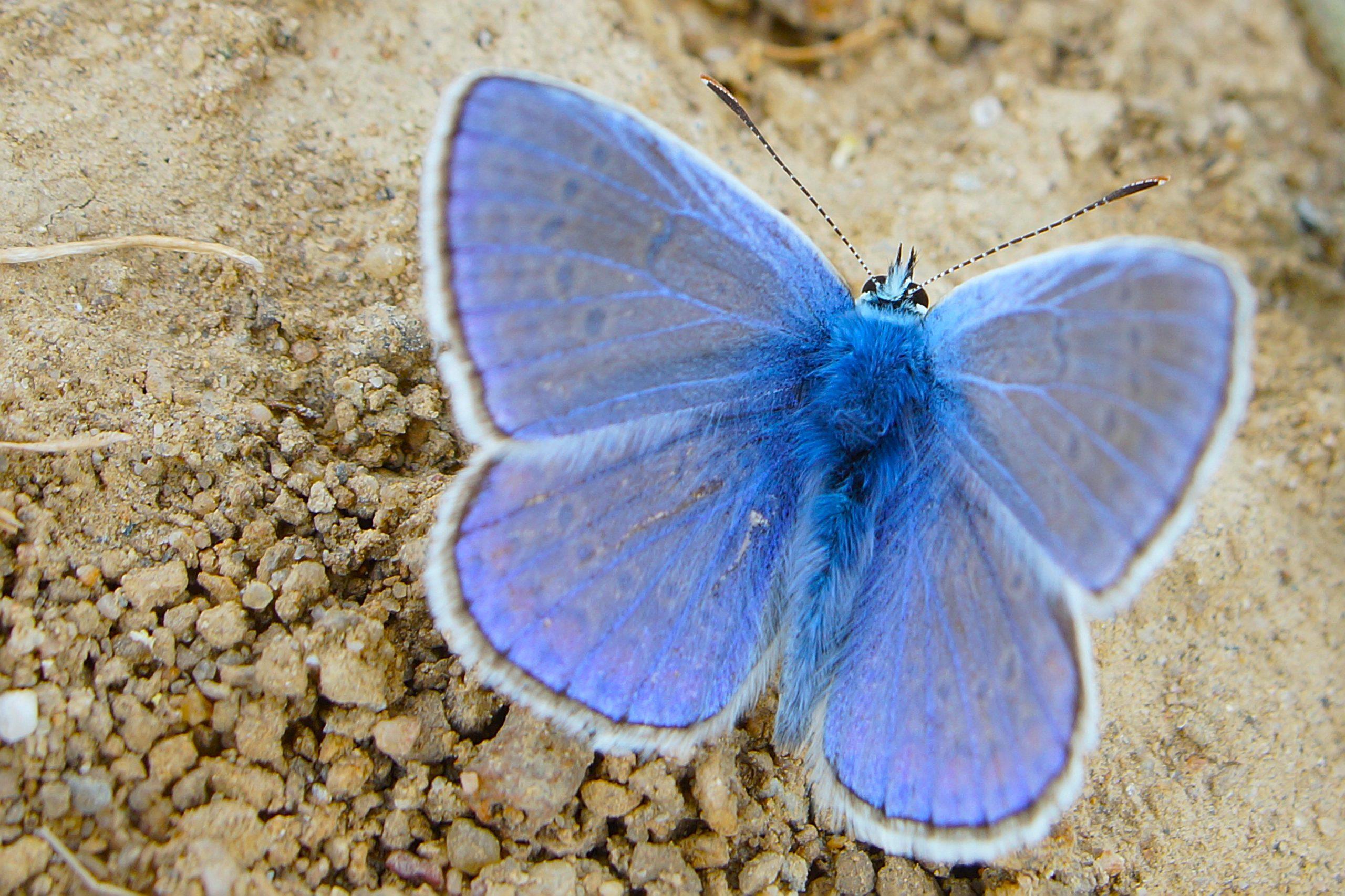 LA FARFALLA FENDER BLU, QUASI ESTINTA, È TORNATA