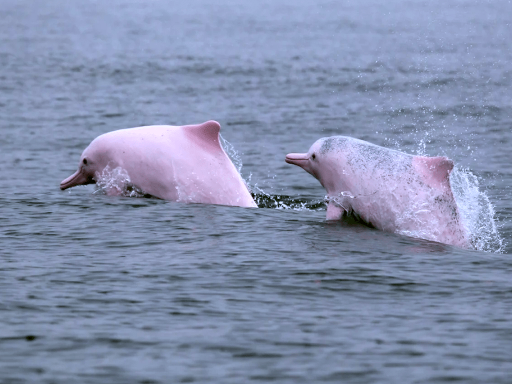 GLI EX GUERRIGLIERI SI CONVERTONO PER I DELFINI ROSA