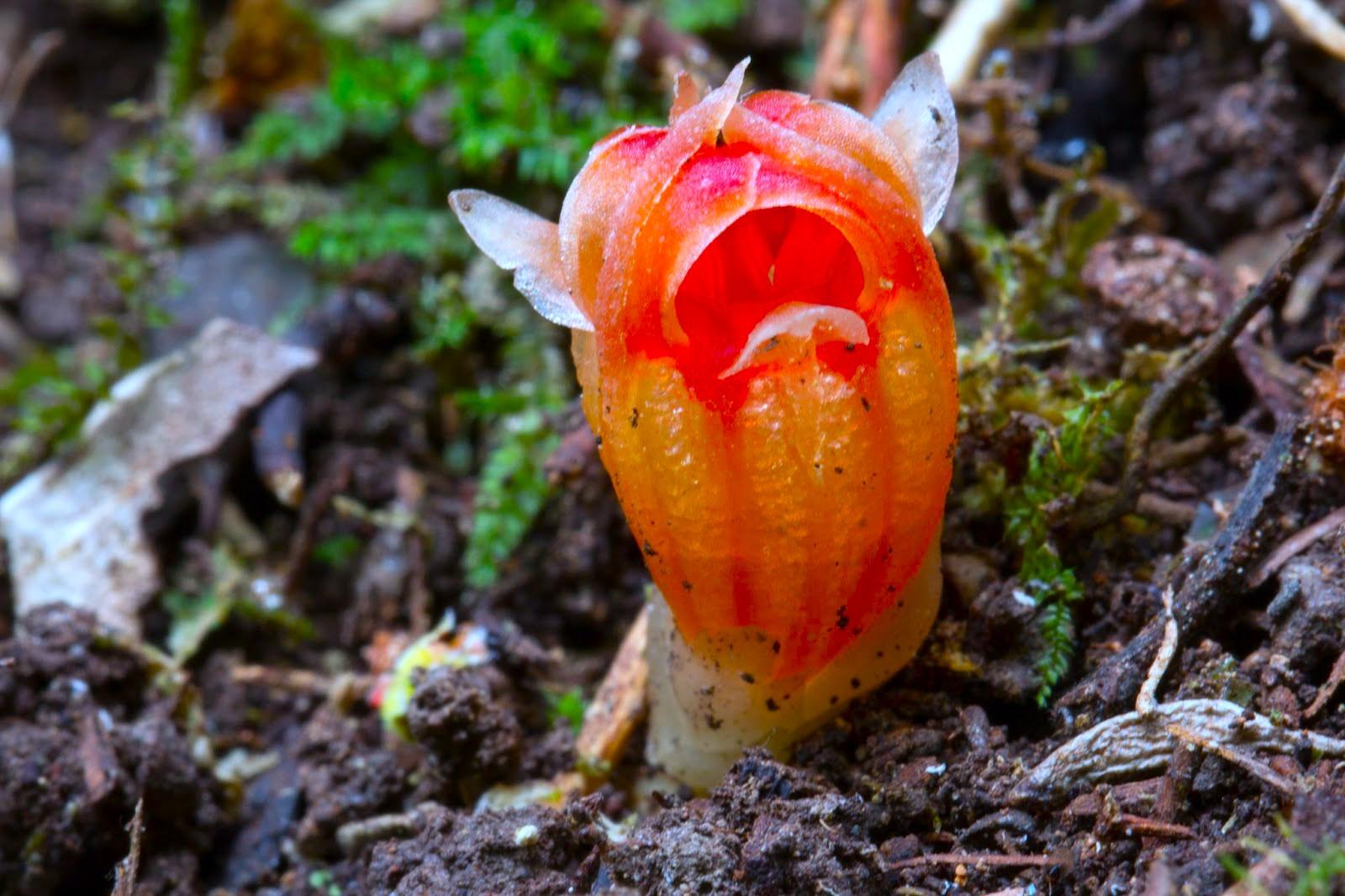 ESTINTA 30 ANNI FA, RITROVATA LA PIANTA CHE FA LUCE