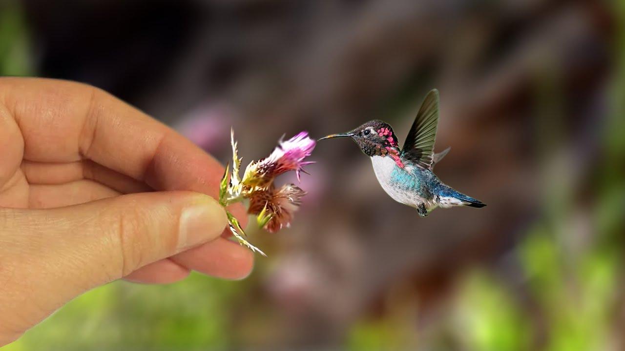 L'EFFETTO COLIBRÌ, LA BIOINTELLIGENZA