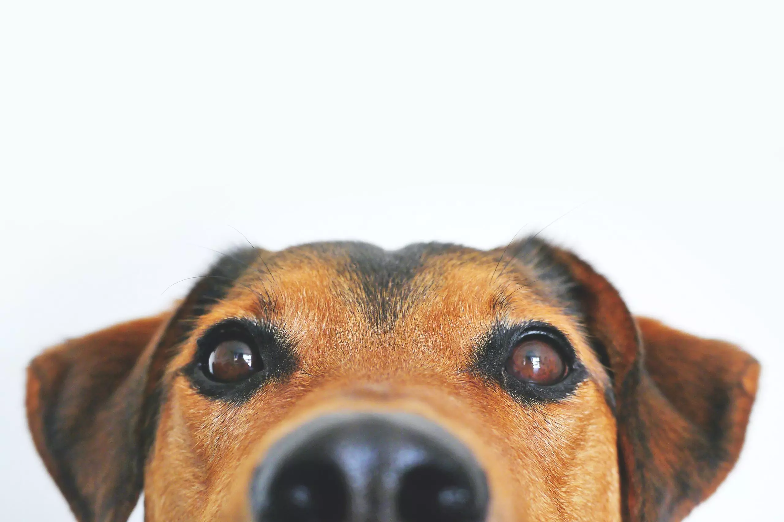 NASCE IL REGISTRO DEI TUMORI DEGLI ANIMALI DOMESTICI