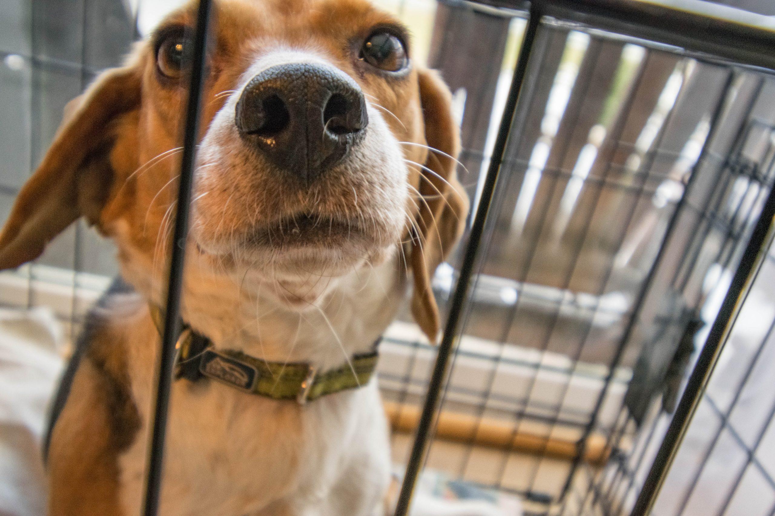 IN INDONESIA CHIUDE IL MERCATO DI CARNE DI CANE E GATTO