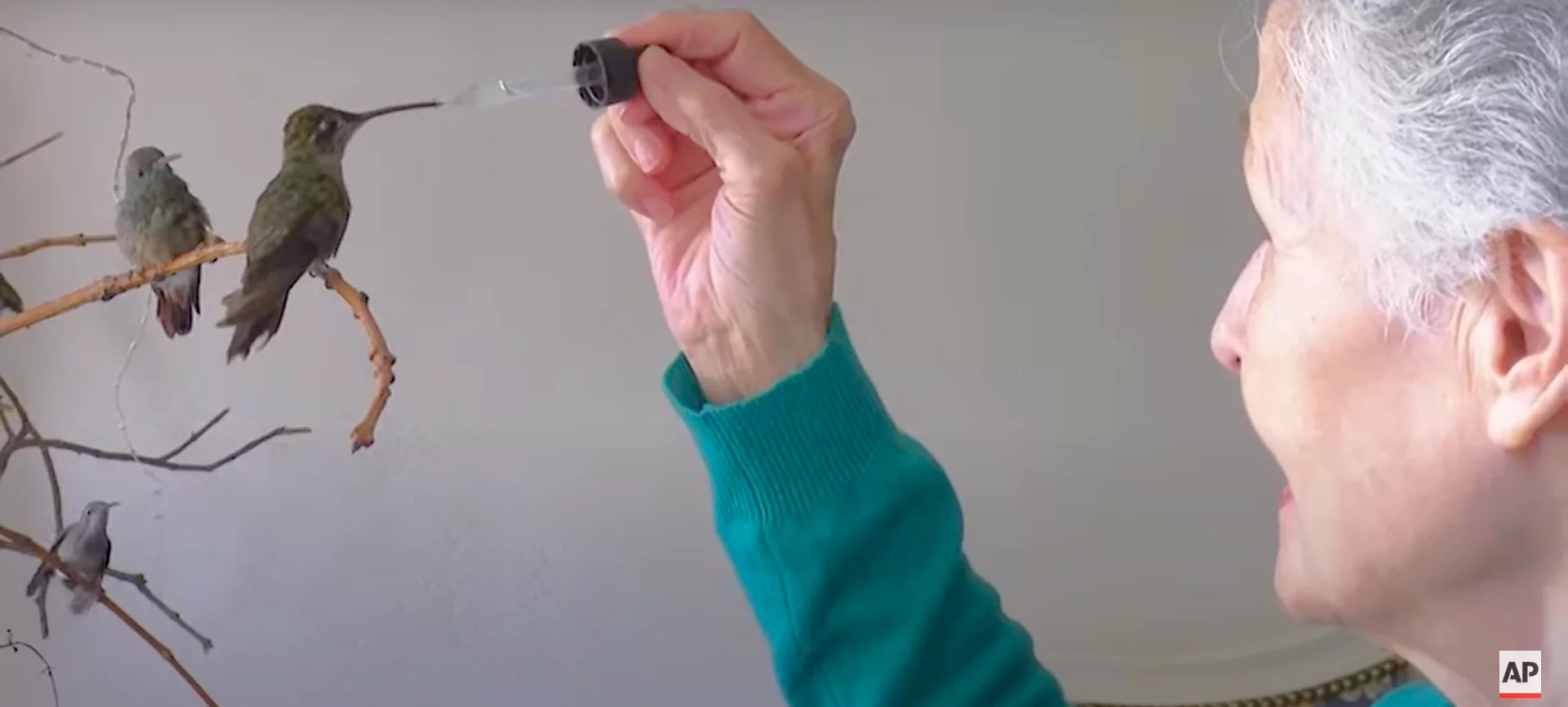TRASFORMA LA SUA CASA IN UNA CLINICA PER I COLIBRÌ