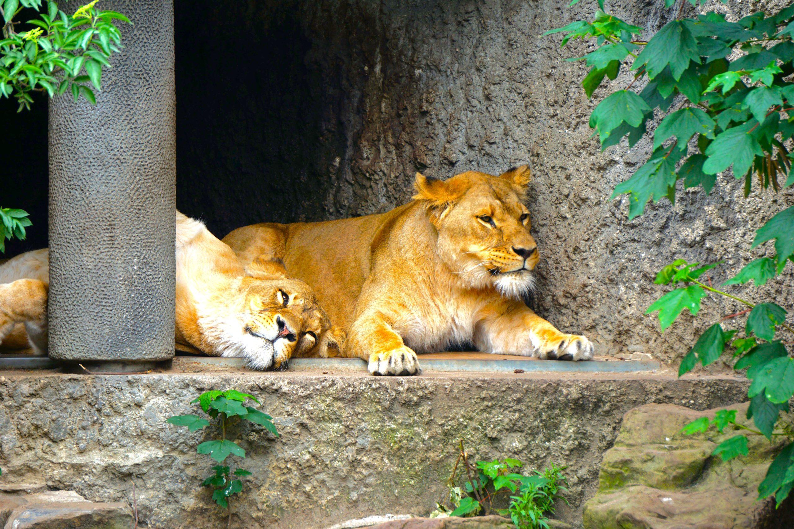 SALVATI DALLA GUERRA I LEONI ABBANDONATI NELLO ZOO