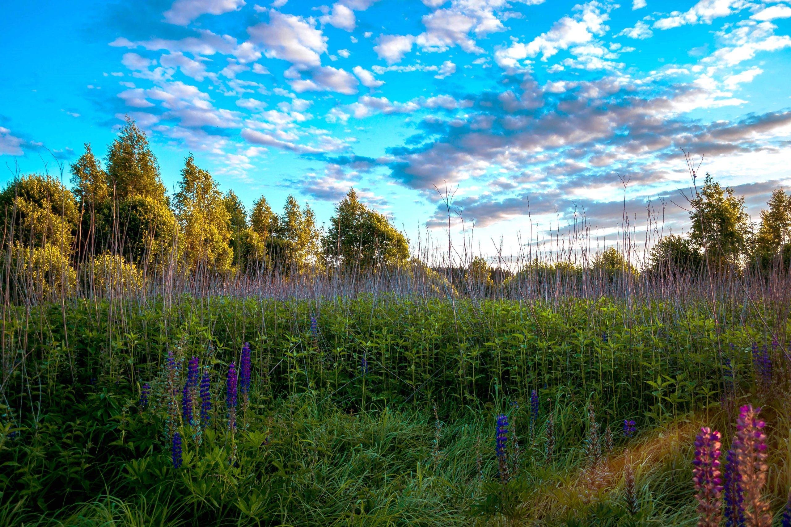 L'EUROPA SI ACCORDA PER IL RIPRISTINO DELLA NATURA