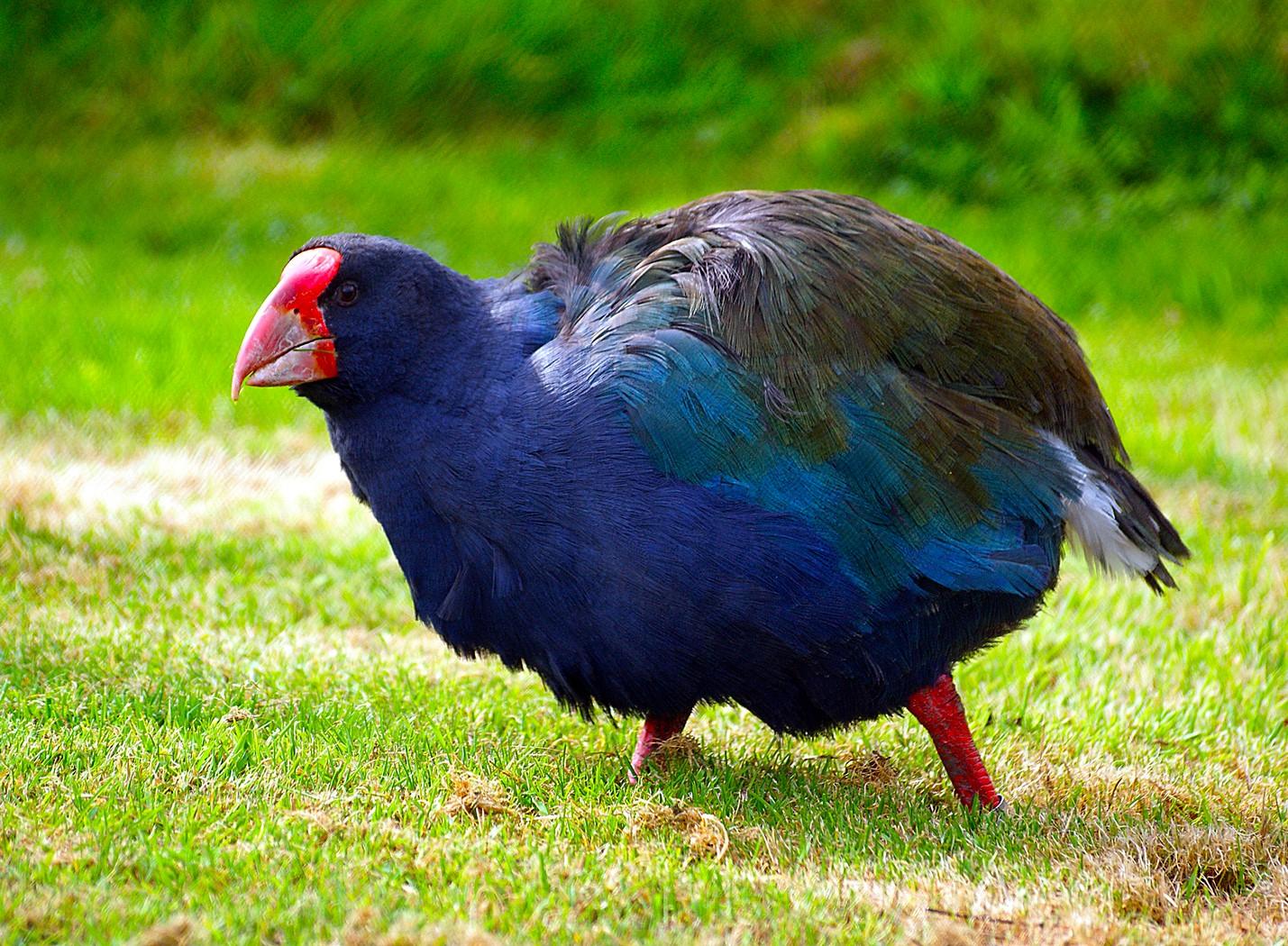 TORNA IL TAKAHE, RITENUTO ESTINTO NEL 1898