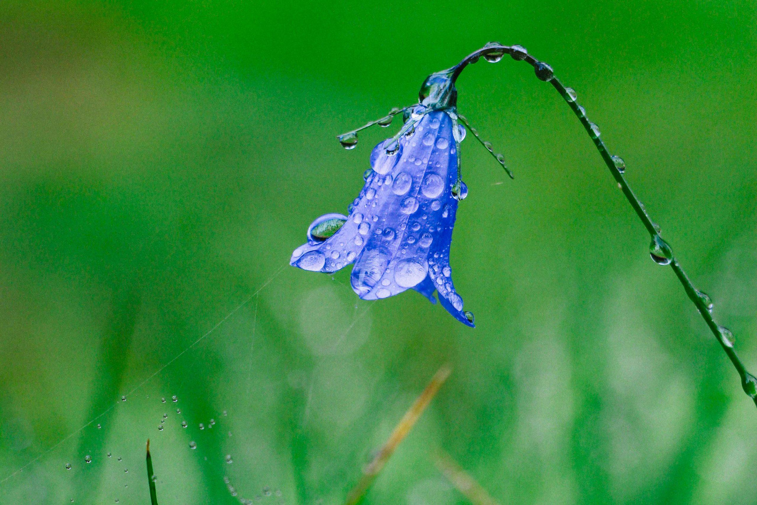 SCOPERTA IN ITALIA UNA NUOVA SPECIE DI FIORE MAI VISTA PRIMA