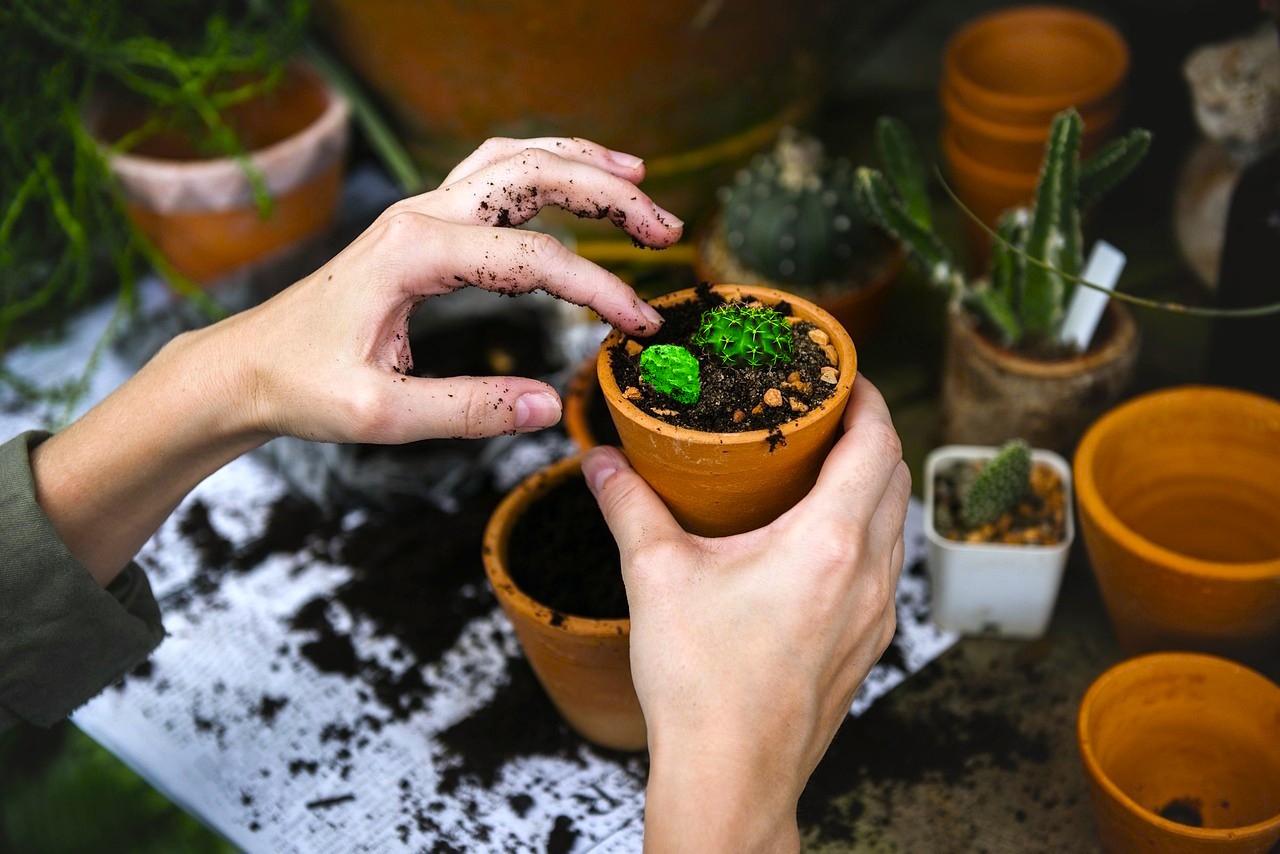 CURARE LE PIANTE MALATE PER FARE COMUNITÀ