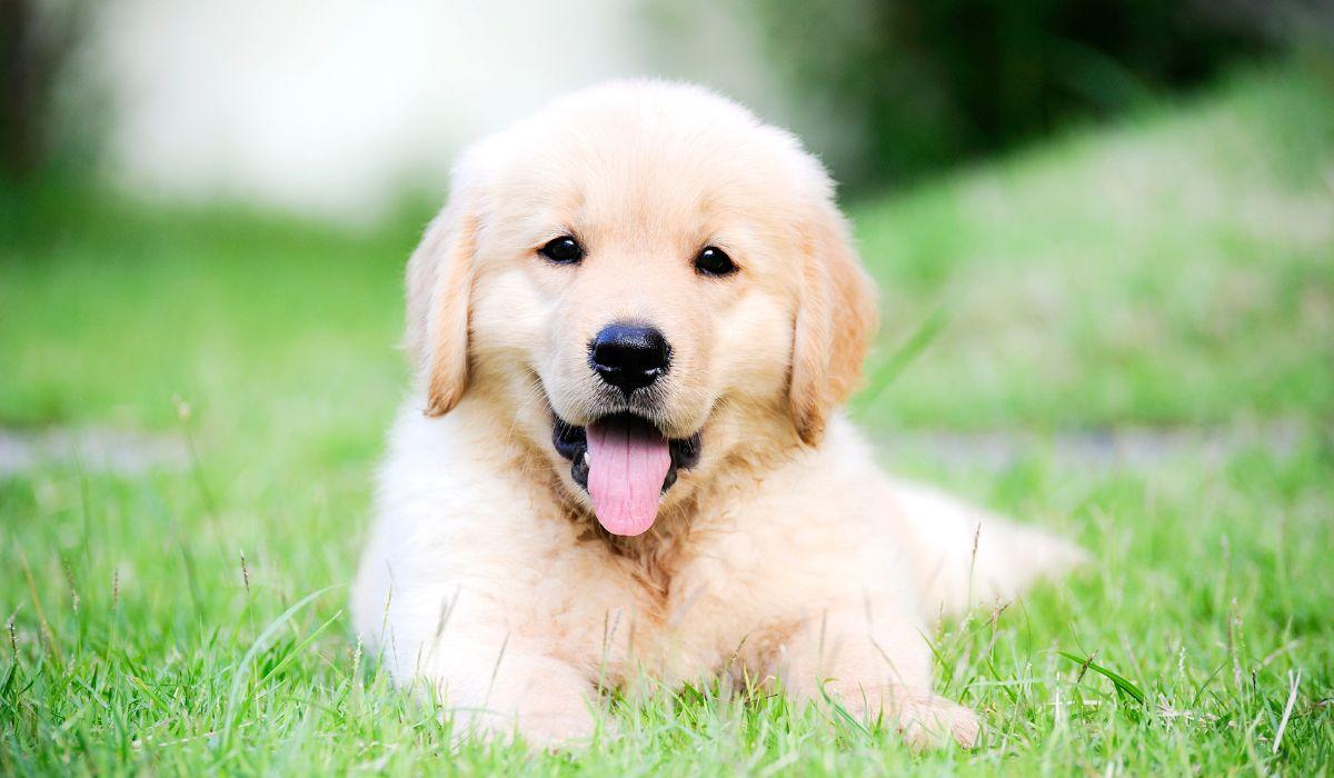 STOP ALLA CARNE DI CANE: LA COREA DICE BASTA AL CONSUMO