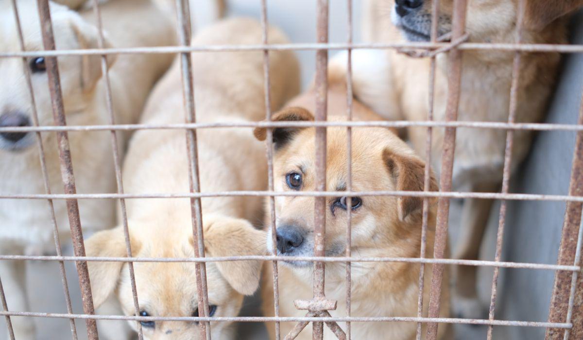 SALVATI OLTRE 100 CANI DA UNA CASA-LAGER IN NORTH CAROLINA
