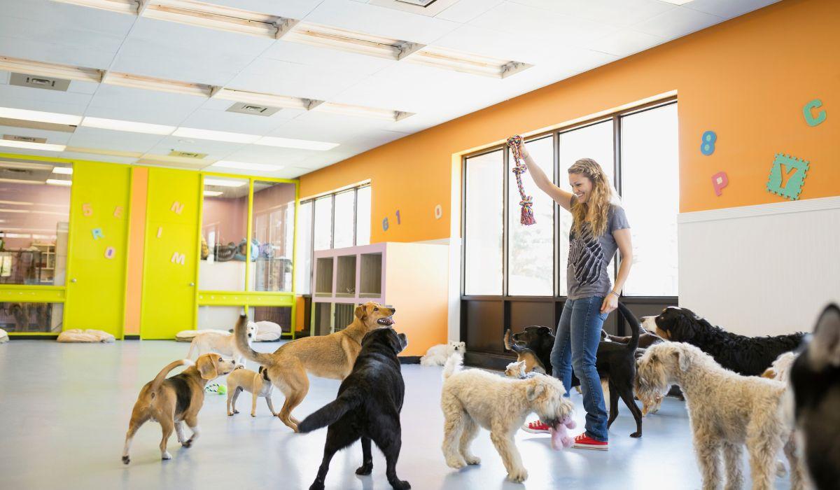 ALL'AEROPORTO DI FIUMICINO APRE IL PRIMO HOTEL PER OSPITARE I CANI DI CHI VIAGGIA