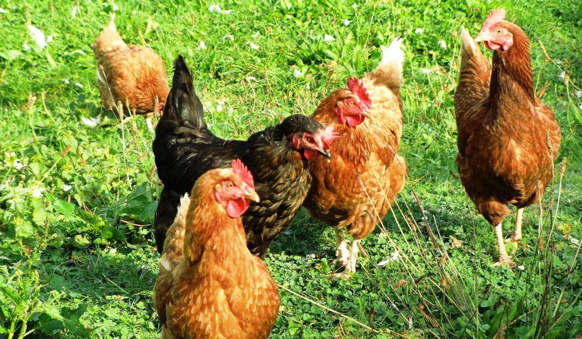 LE GABBIE PER LE GALLINE STANNO SPARENDO: GLI ALLEVAMENTI RITORNANO A TERRA