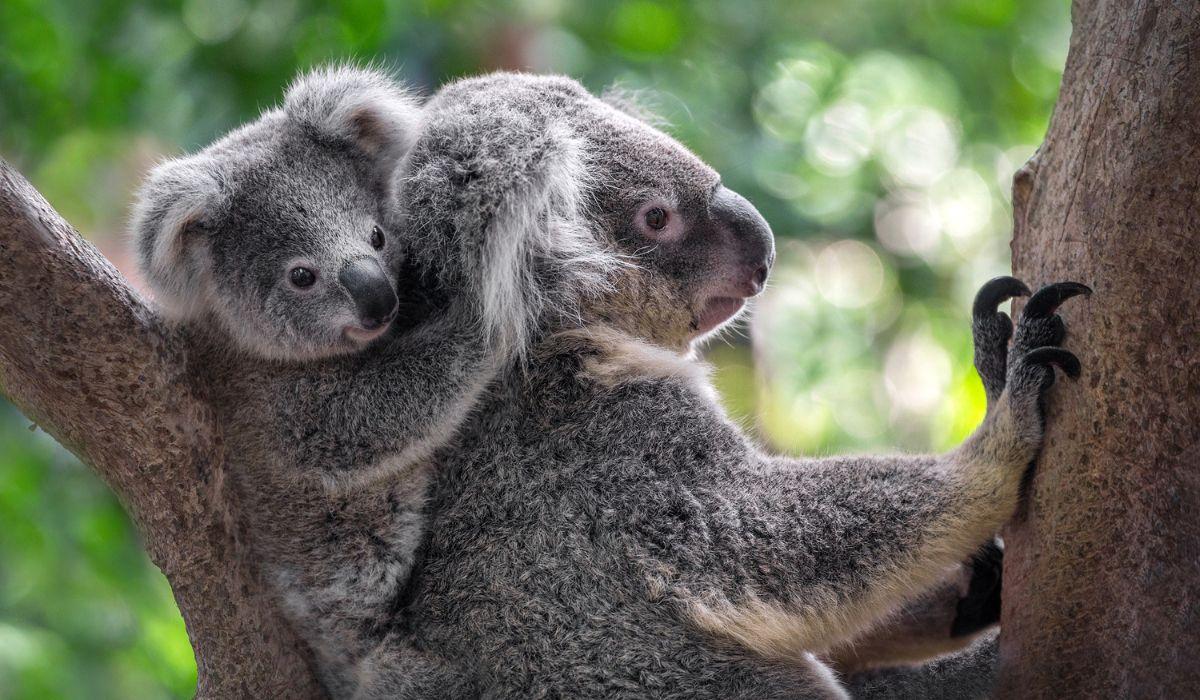 IN AUSTRALIA NASCE LA PIÙ GRANDE RISERVA NATURALE AL MONDO PER SALVARE IL KOALA