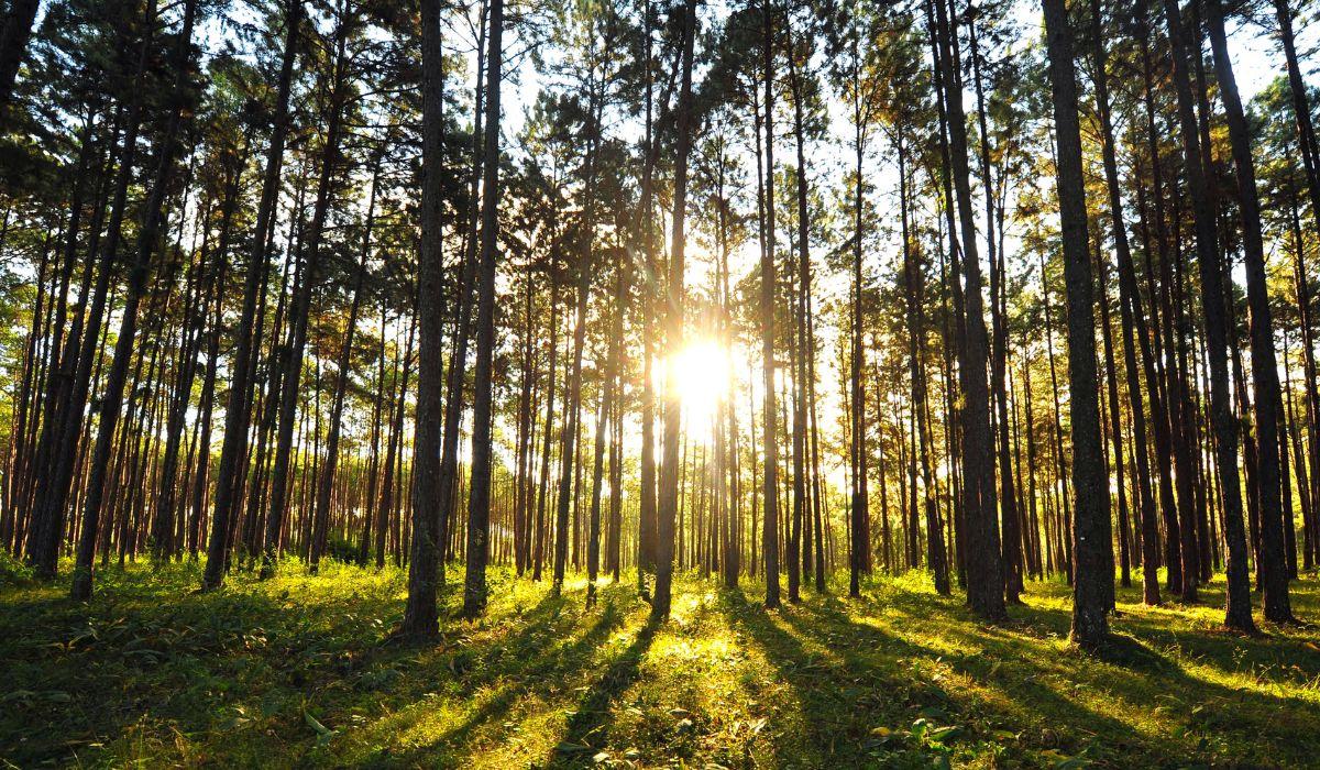 BASTA GREENWASHING: NASCE IL REGISTRO NAZIONALE DEI CREDITI FORESTALI