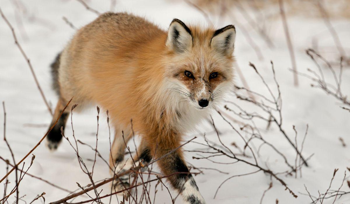 LA POLONIA ABOLISCE GLI ALLEVAMENTI DA PELLICCIA: VERSO IL BANDO IN TUTTA EUROPA