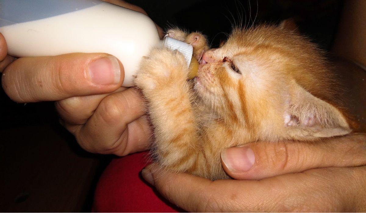 I CARCERATI SI PRENDONO CURA DEGLI ANIMALI FERITI E... GUARISCONO