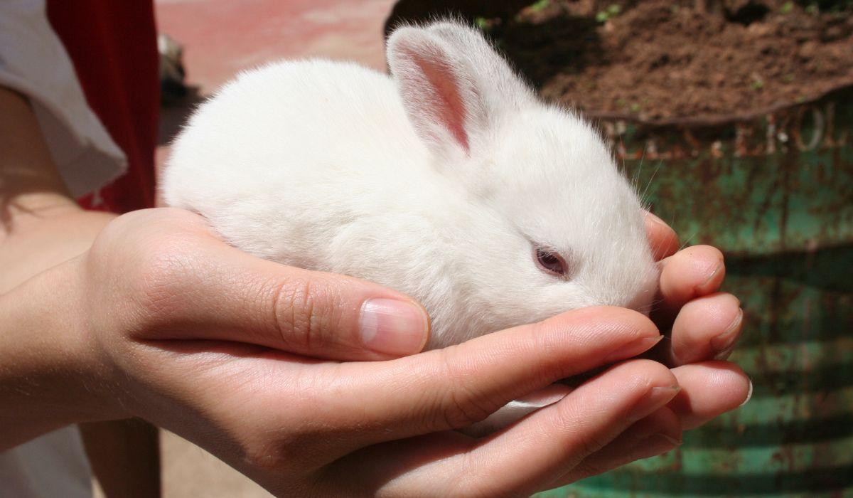 I CARCERATI SI PRENDONO CURA DEGLI ANIMALI FERITI E... GUARISCONO