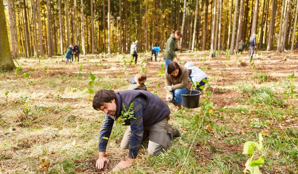 PIANTATI 3 MILIONI DI NUOVI ALBERI IN ITALIA IN UN ANNO (+31%): MAI COSÌ TANTI