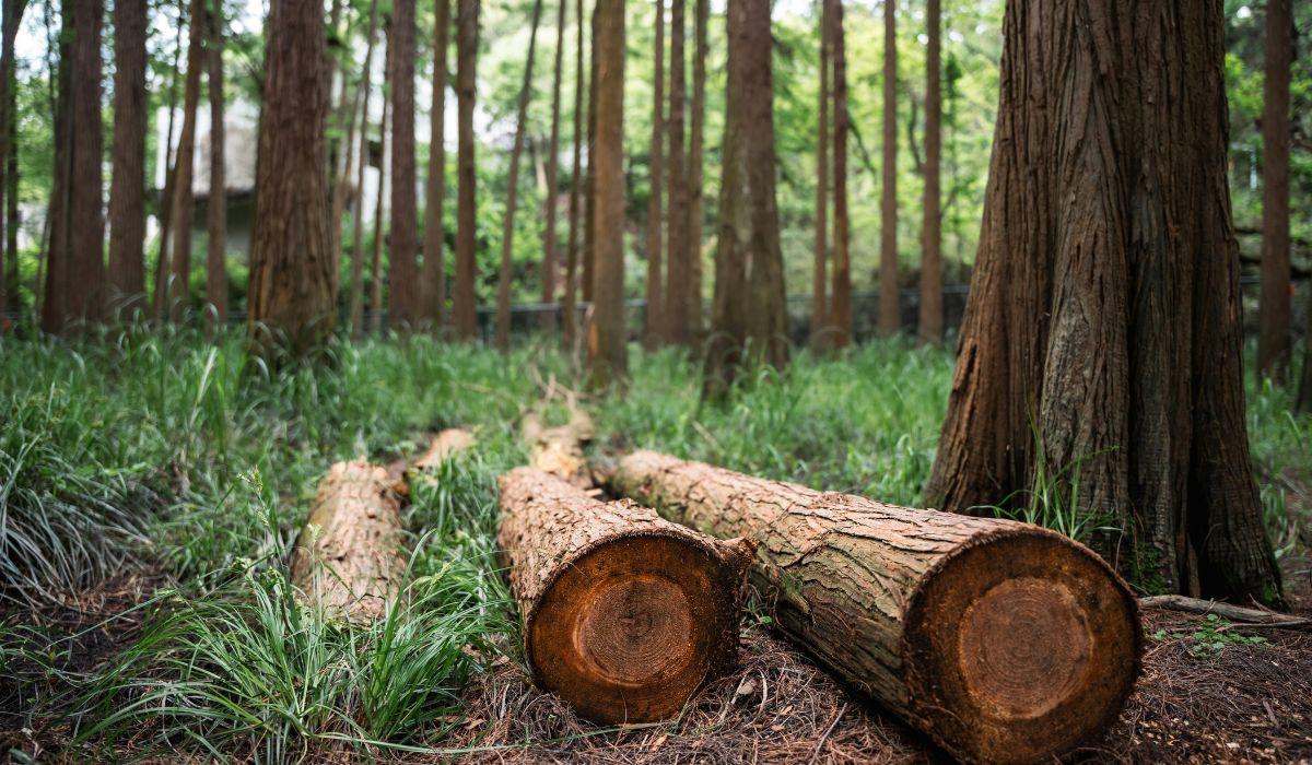 LA DEFORESTAZIONE È IN CALO IN GRAN PARTE DEL MONDO