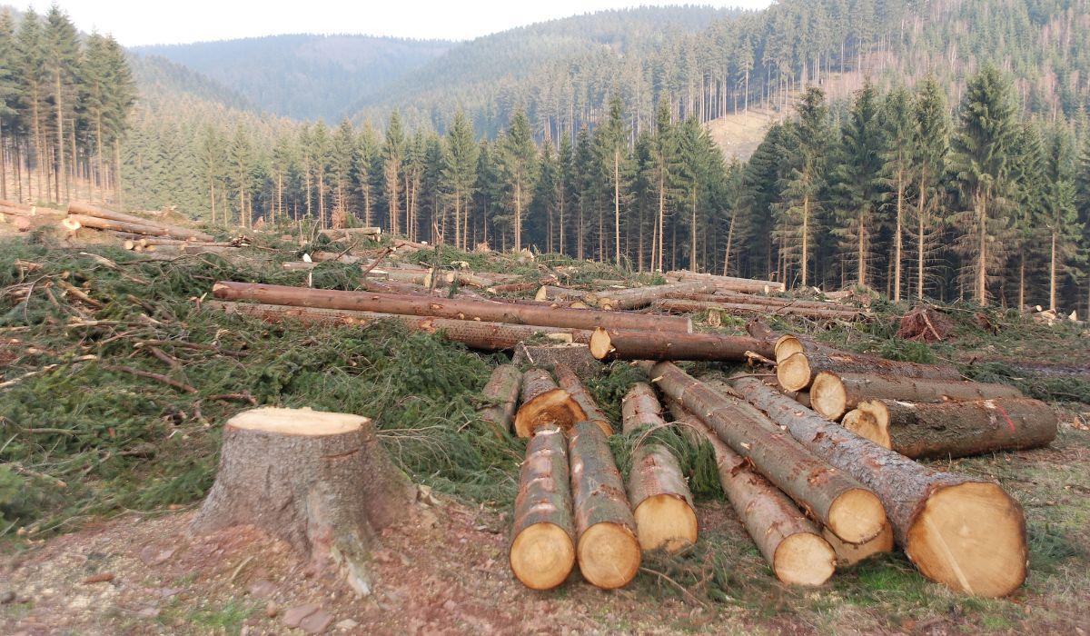 L'EUROPA VARA LA PRIMA LEGGE AL MONDO PER COMBATTERE LA DEFORESTAZIONE