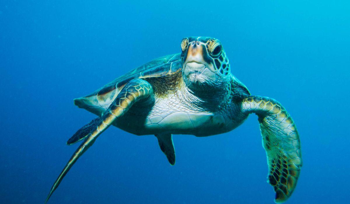 LE TARTARUGHE VERDI ESCONO DAL RISCHIO DI ESTINZIONE