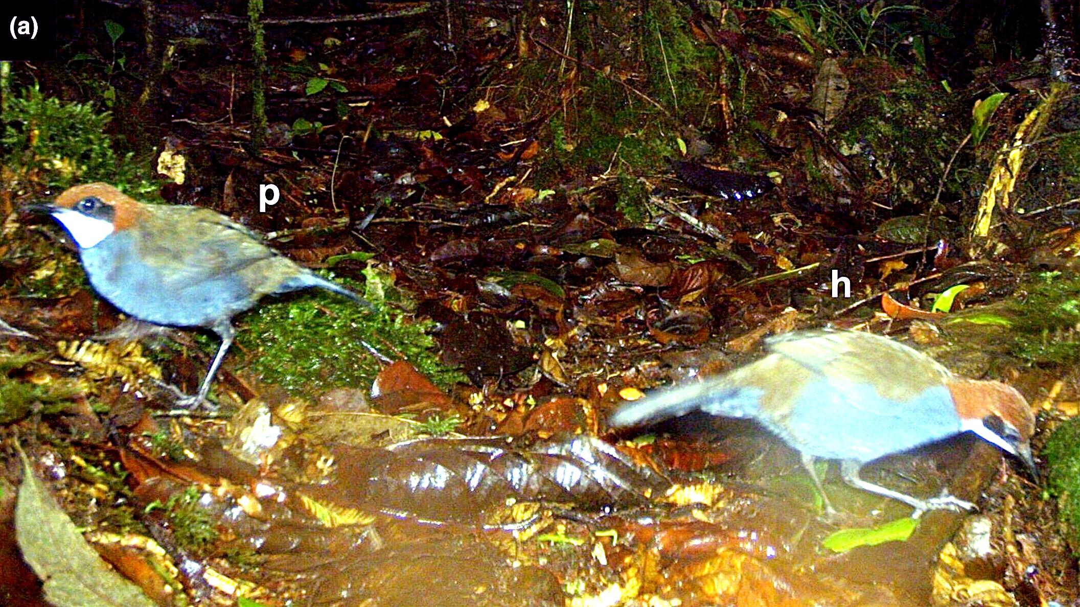 SCOPERTA A PAPUA NUOVA GUINEA UNA NUOVA SPECIE DI UCCELLO MAI VISTA PRIMA