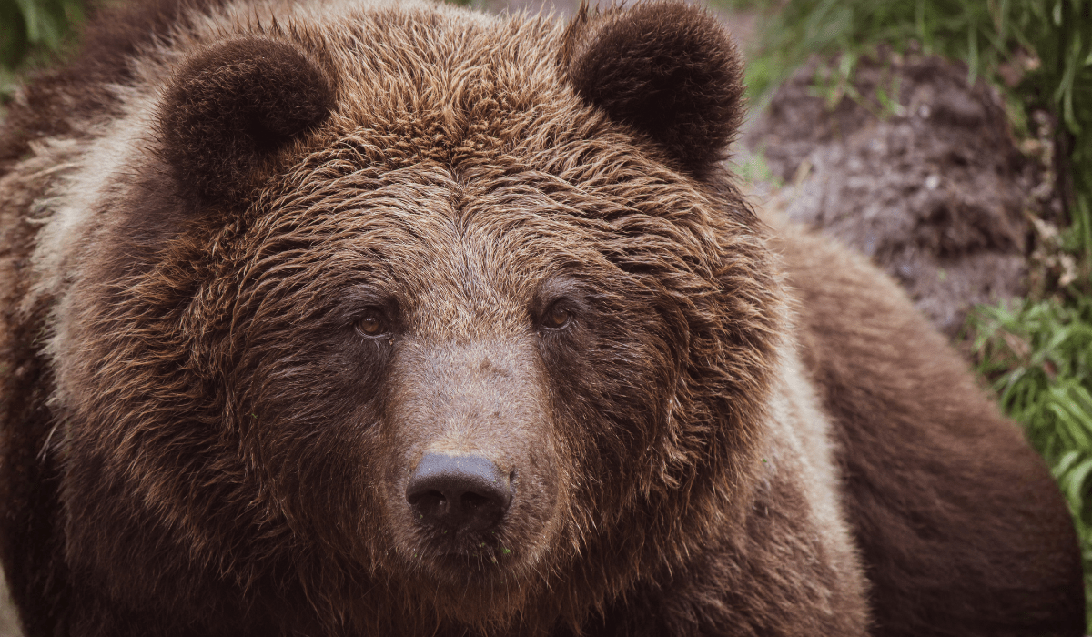 LA COREA DEL SUD VIETA DEFINITIVAMENTE LA PRATICA DELL'ESTRAZIONE DELLA BILE DEGLI ORSI