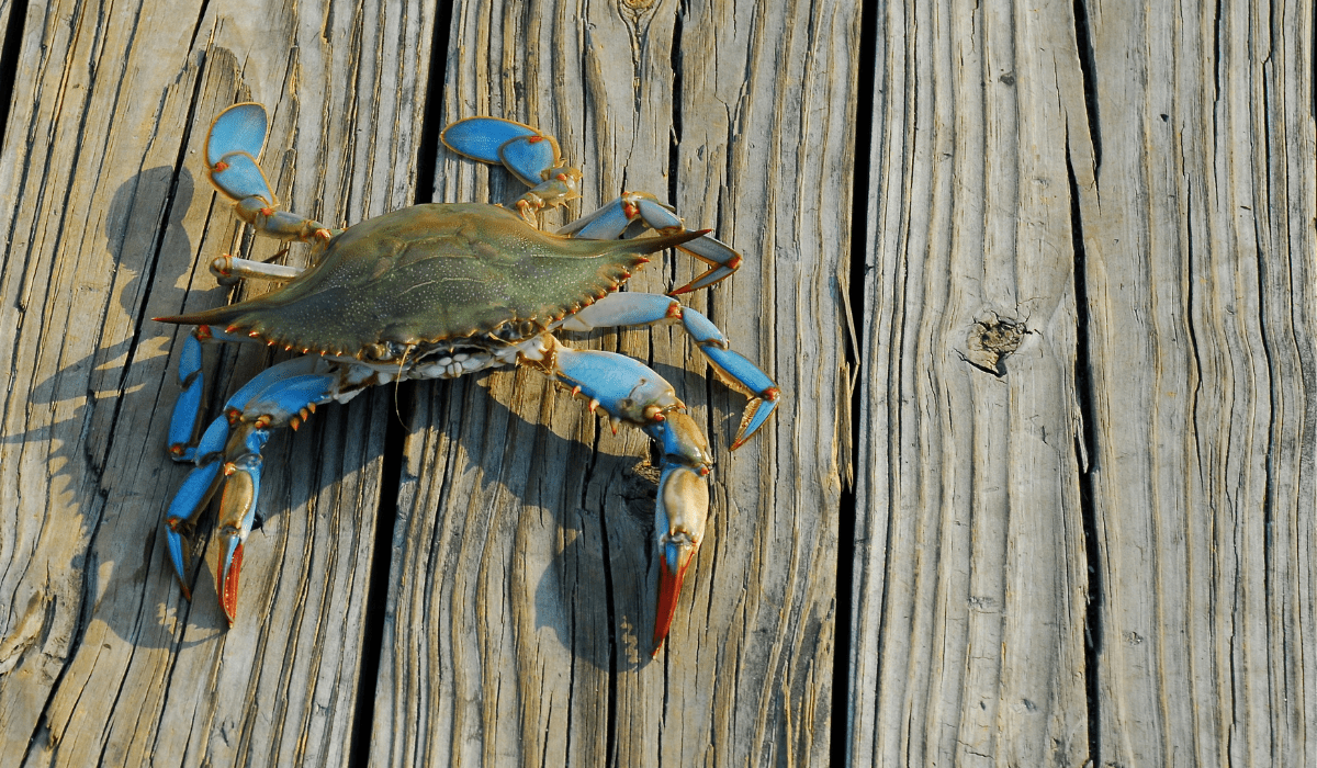 IL GRANCHIO BLU DA MINACCIA È DIVENTATO UNA RISORSA