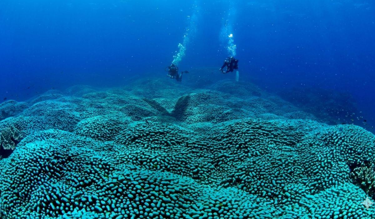 MADRE E FIGLIA SCOPRONO LA PIÙ GRANDE COLONIA DI CORALLO SINGOLO MAI DOCUMENTATA