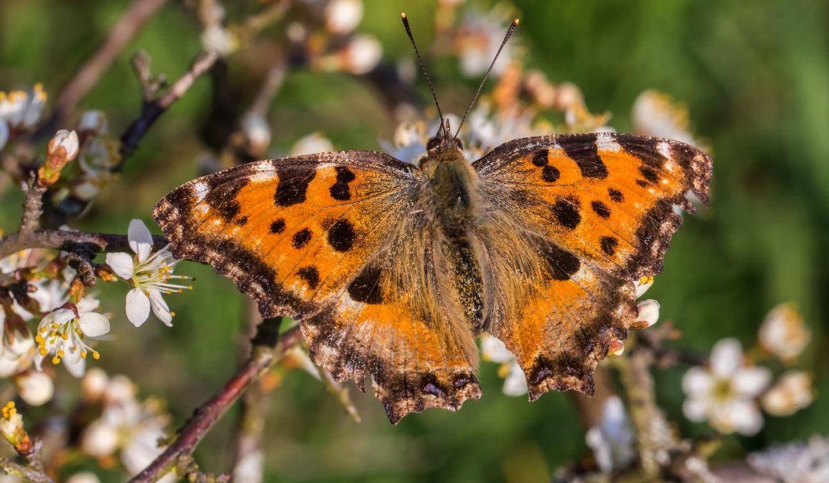 LA FARFALLA TARTARUGA TORNA DOPO SESSANTA ANNI CHE UNA MALATTIA L'AVEVA STERMINATA