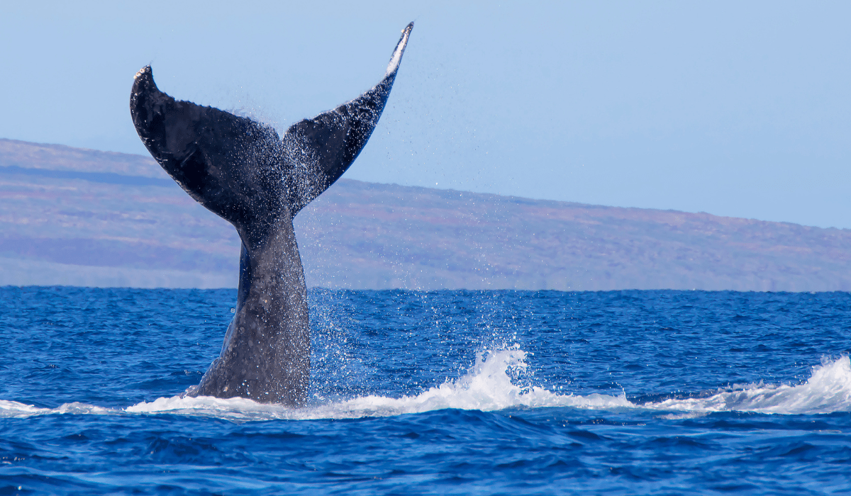 SCOPERTA LA NECROPOLI DELLA BALENE CHE OSPITA LA VITA NEGLI ABISSI