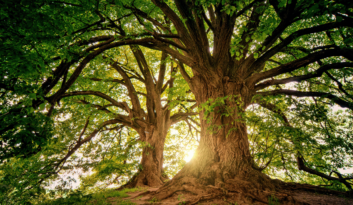 IL PRIMO COMUNE AL MONDO A RICONOSCERE I DIRITTI DELL'ALBERO