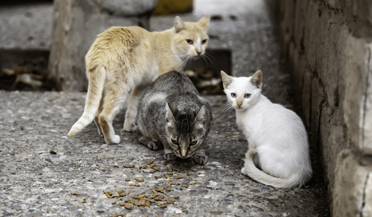 I GATTI INCIDENTATI HANNO UNA NUOVA VITA: MAI PIÙ INVISIBILI