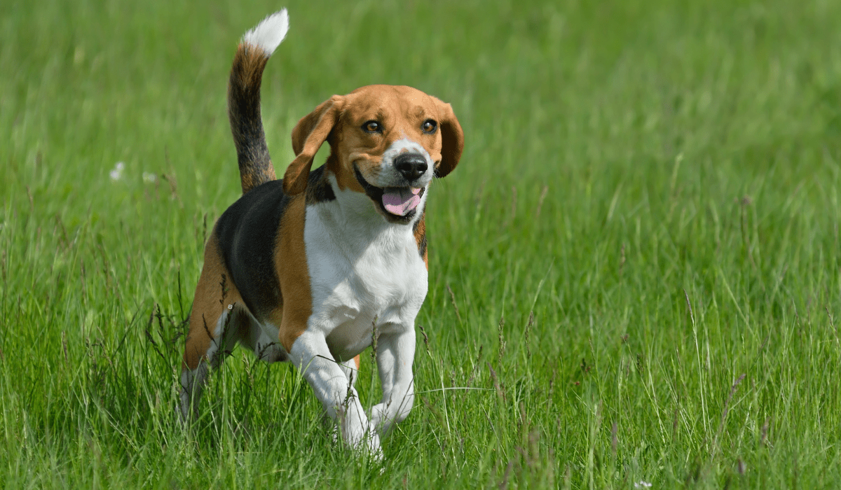 CHIUDE IL CENTRO DEI CANI PER LA VIVISEZIONE: LIBERATI OLTRE 2000 ANIMALI