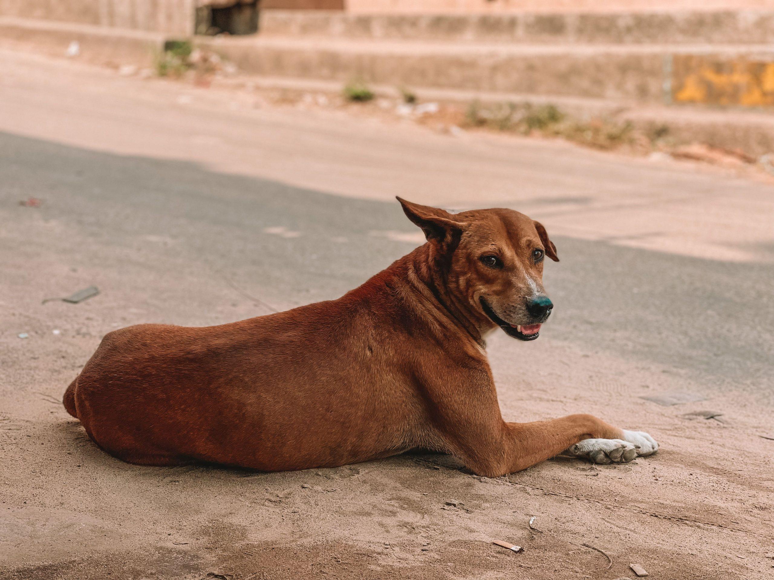 IL CILE DIVENTA IL TERZO PAESE AL MONDO A ELIMINARE LA RABBIA TRASMESSA DAI CANI